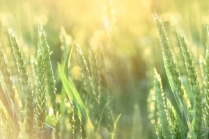 Feld mit grünen Ähren im Sonnenaufgang